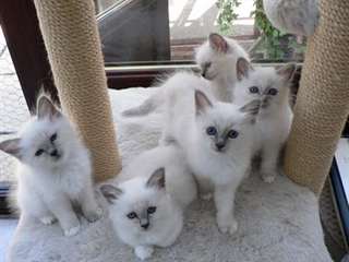 chantons birman pour adoption