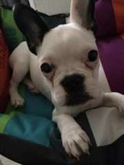 Chiot Bouledogue Francais dISPO