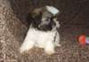 Magnifique chiots Shichon. Shih Tzu X Bichon Frise - photo 2