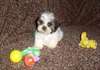 Magnifique chiots Shichon. Shih Tzu X Bichon Frise - photo 3