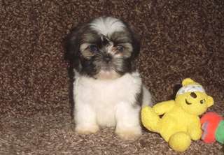Magnifique chiots Shichon. Shih Tzu X Bichon Frise