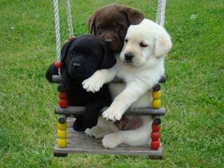 Labrador chiot d'un foyer aimant élevage compagnon