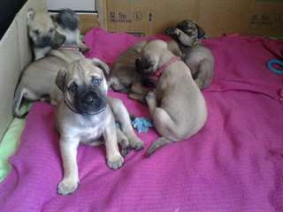 Chiots Bullmastiff magnifique.