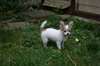 a donner Chiot type chihuahua femelle non lof - photo 2