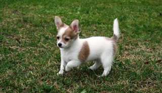 a donner Chiot type chihuahua femelle non lof