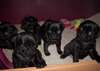 Chiots Carlin noir - photo 1