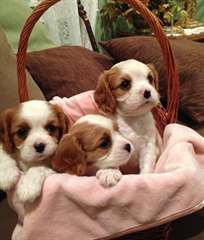 Cavalier King Charles