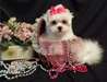 ADORABLES CHIOTS BICHONS MALTAIS - photo 1