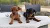 Chiots pinsher - photo 2