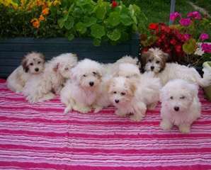 Chiots Cotons de Tul&#233;ar
