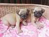 Chiots d'apparence carlin - photo 1