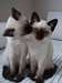 Hommes et femmes  chatons siamois - photo 1