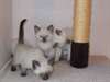 Hommes et femmes  chatons siamois - photo 2