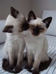 Hommes et femmes  chatons siamois