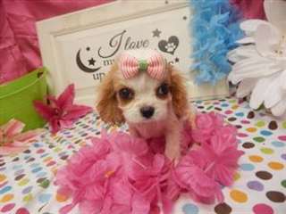 Adorable Cavalier King Charles Spaniel chiots