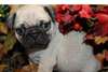 Beaux chiots Pug carlin - photo 2