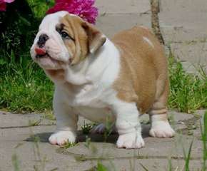 Chiots bouledogue anglais