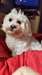 bichon frisée - photo 1