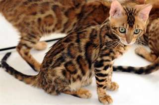 Chatons bengal male et femelle