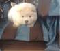 Chow chow enregistré - photo 1