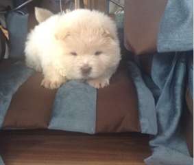 Chow chow enregistré