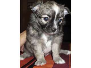 Je donne mon chiot chihuahua femelle