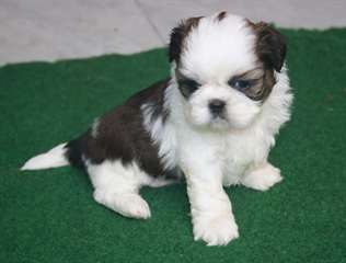 Adoption/chiot shih tzu femelle