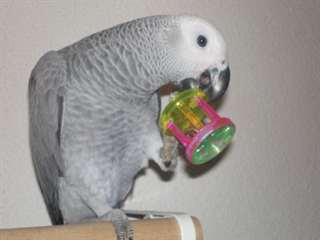 Female gray parrot Gabon