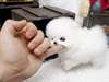 Donne le chiot le plus petit du monde contre soi - photo 1