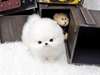 Donne le chiot le plus petit du monde contre soi - photo 2