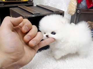 Donne le chiot le plus petit du monde contre soi