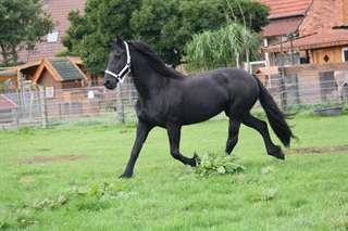 Belle, cheval hongre frison