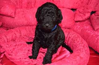 Chiots labrador fantastiques Chunky.