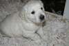 Magnifiques chiots Golden Retriever K.c Cour - photo 2