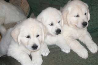 Magnifiques chiots Golden Retriever K.c Cour