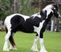 Gypsy Vanner Chevaux à vendre | Hongre | pie - photo 1