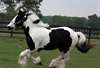 Gypsy Vanner Chevaux à vendre | Hongre | pie - photo 2