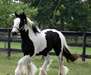 Gypsy Vanner Chevaux à vendre | Hongre | pie - photo 3
