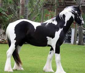 Gypsy Vanner Chevaux à vendre | Hongre | pie