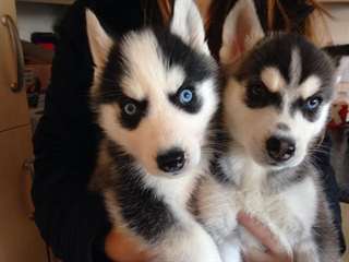 Deux belles husky à la recherche d'une belle maiso