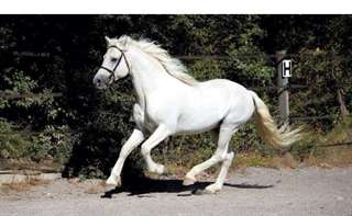 Poney Etalon Connemara