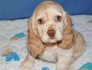 Chiots cocker anglais