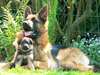 Superbes chiots Noir et Feu - photo 1