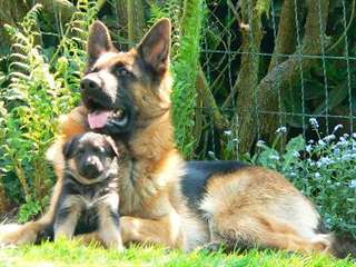 Superbes chiots Noir et Feu