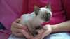 Chaton femelle siamois non loof de 2 mois à adopte - photo 1