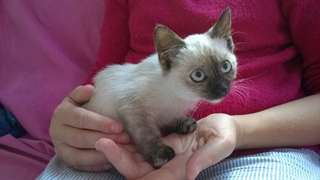 Chaton femelle siamois non loof de 2 mois à adopte