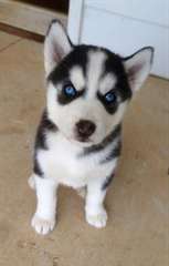 AKC chiots Husky sibérien enregistrés