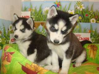 Chiots siberian husky