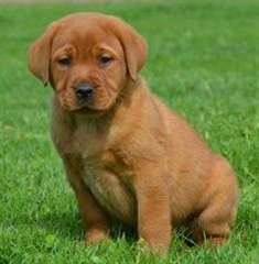 Super adorable Labrador Retriever chiots pour vous