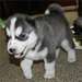 Brillant siberian husky chiots disponibles - photo 1